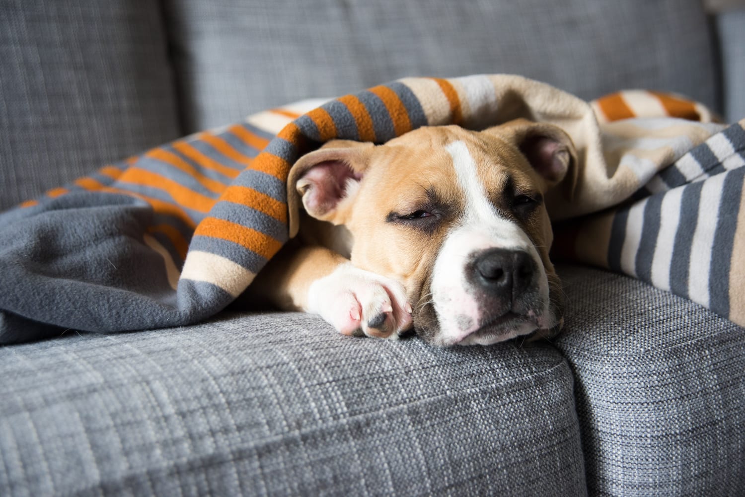 What Owners Need To Know About Dogs And Sleeping Flipboard