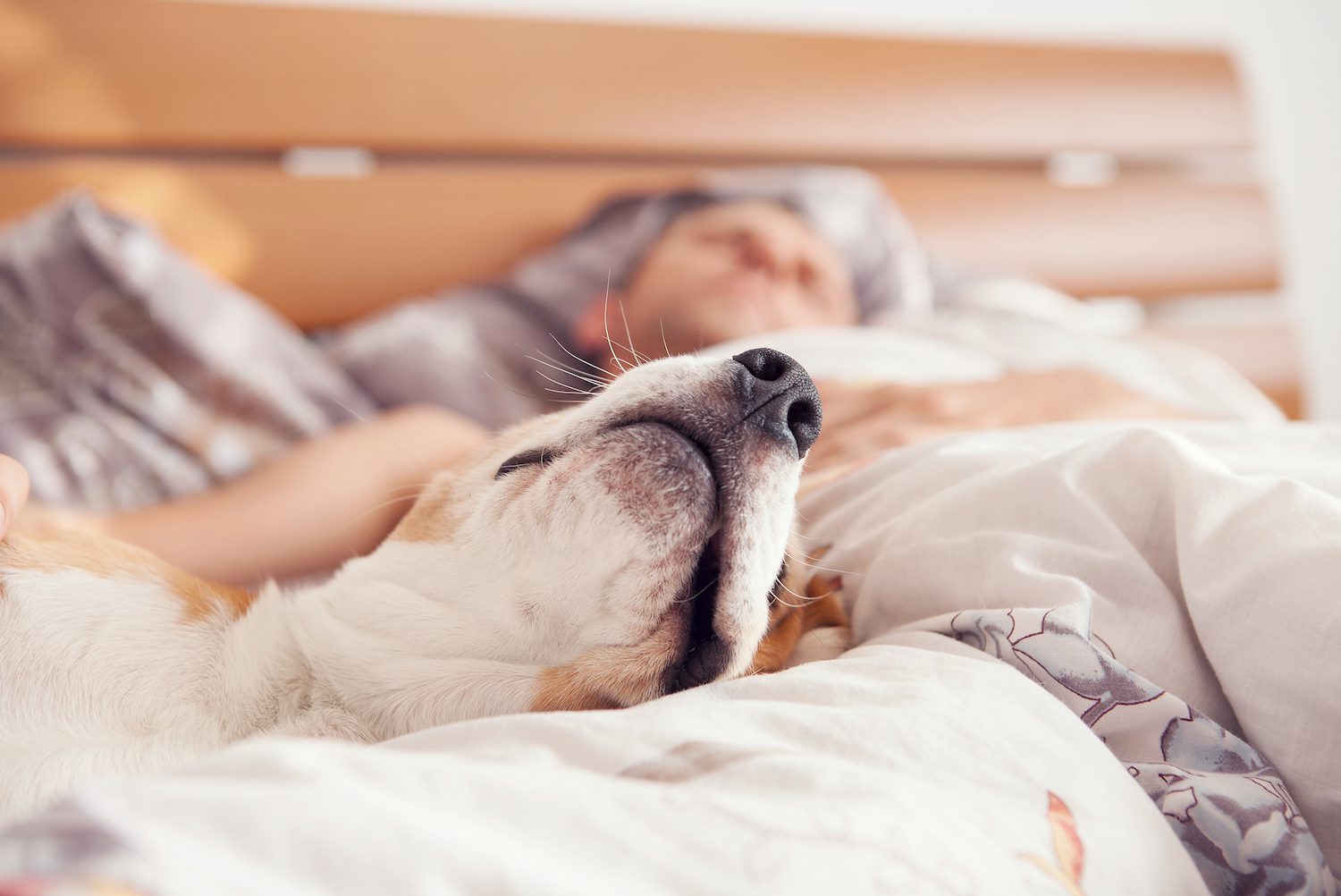 Sleeping With Pets Benefits And Risks