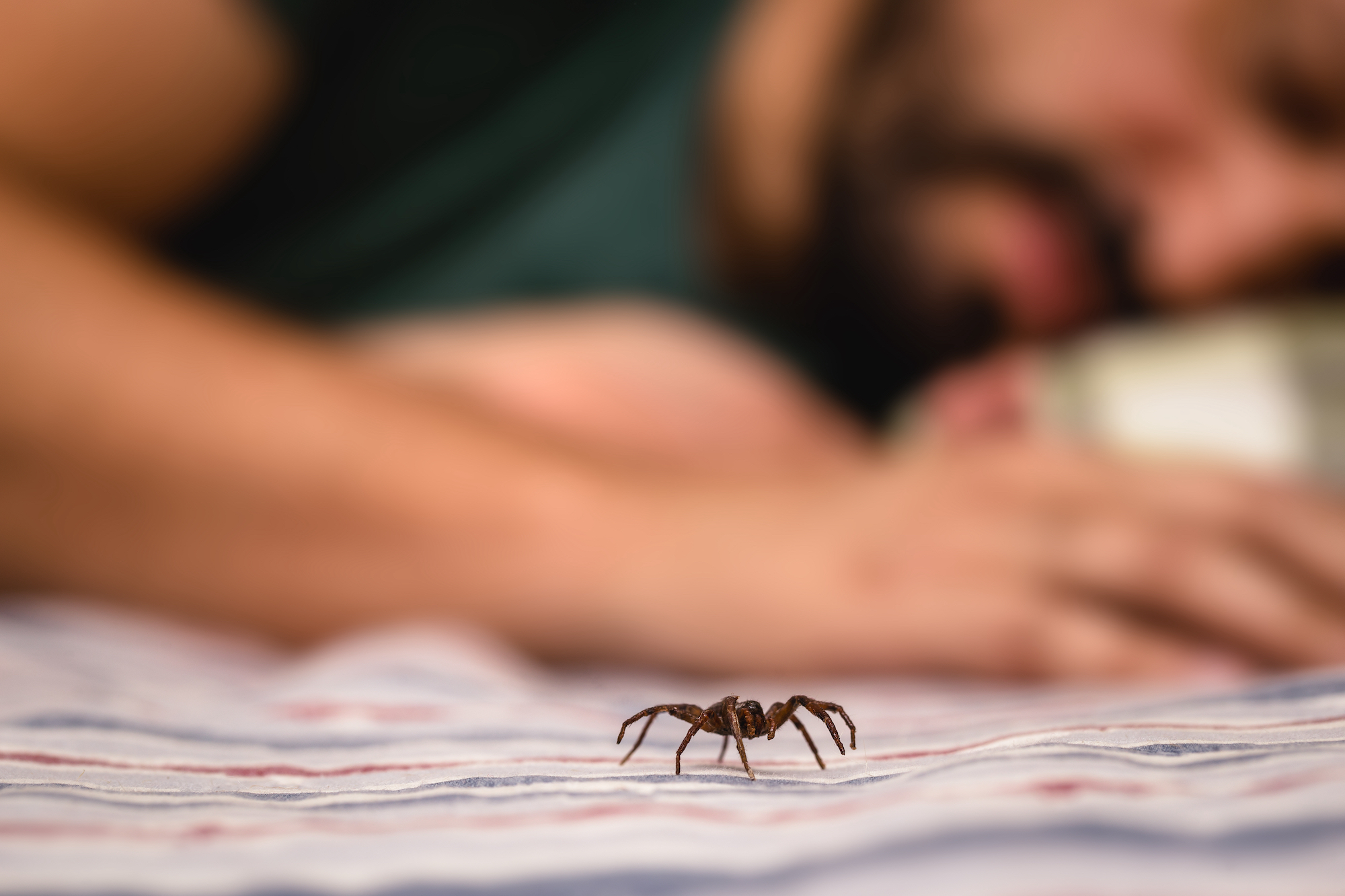 man eating spider